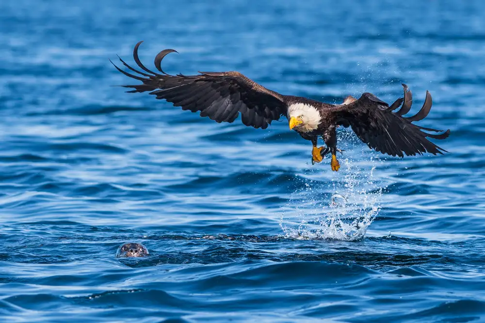 Sink, C. Jeffrey: L'aquila e il leone marino