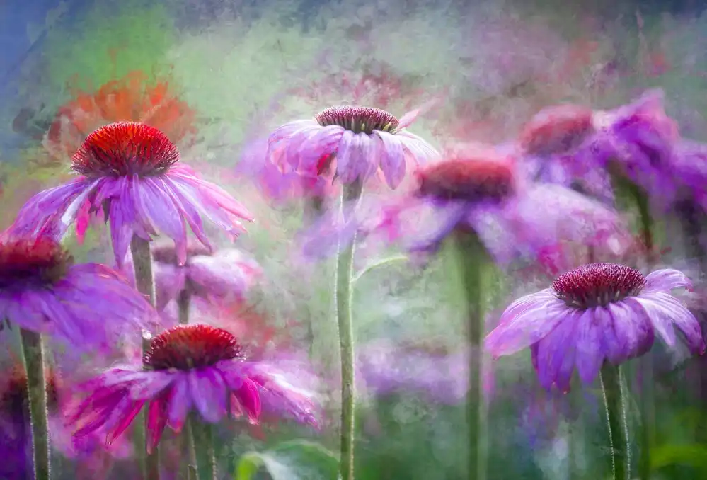 Eisenmann, Ulrike: Fleurs de cône dans la lumière du matin