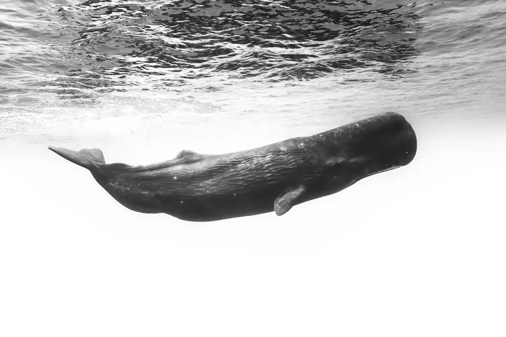 Gabriel, Barathieu: Sperm whale