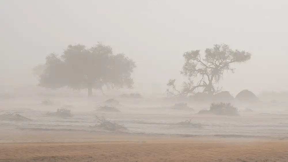 Marchegiani, Roberto: Desert Storm