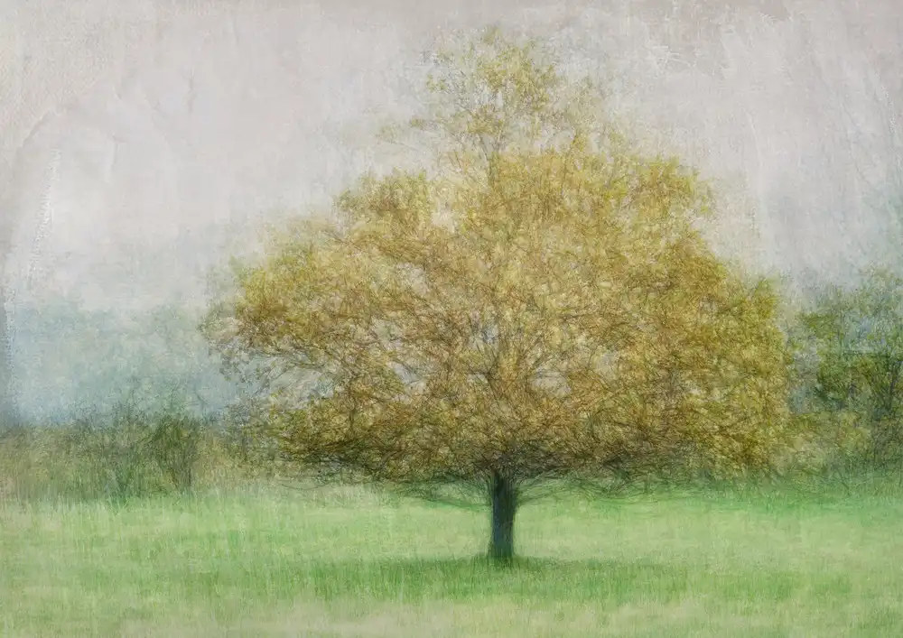 Holmström, Katarina: Solitario