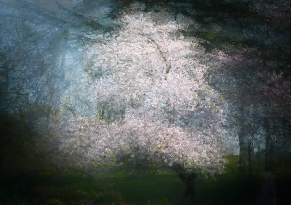 Holmström, Katarina: Cherry dream