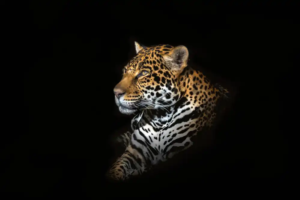 Reames, Richard: Jaguar Portrait