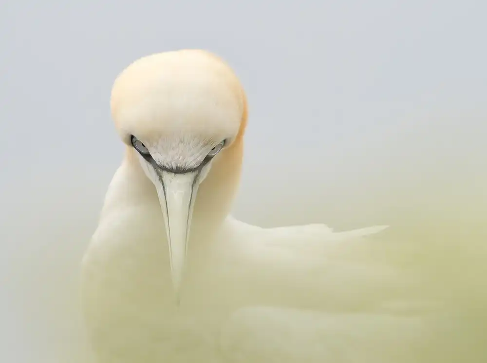 Keurlinckx, Els: Looking at me