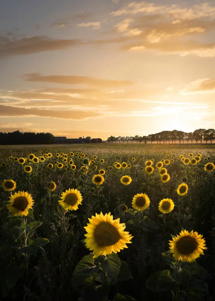 Lindsten, Christian: Sunflowerfield in Sweden