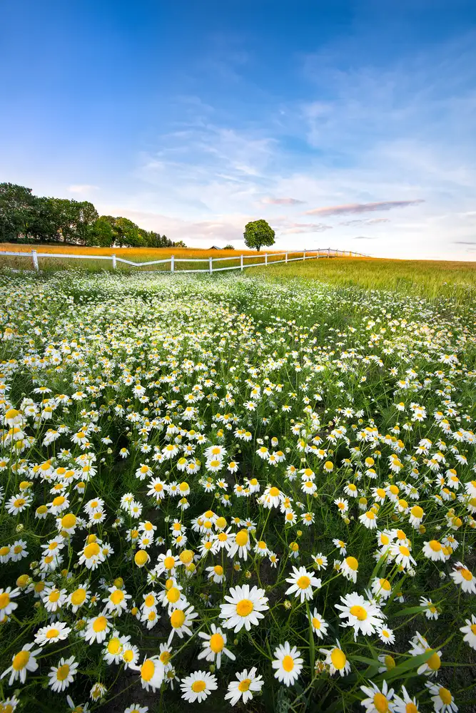 Lindsten, Christian: Daisyfield en Suecia