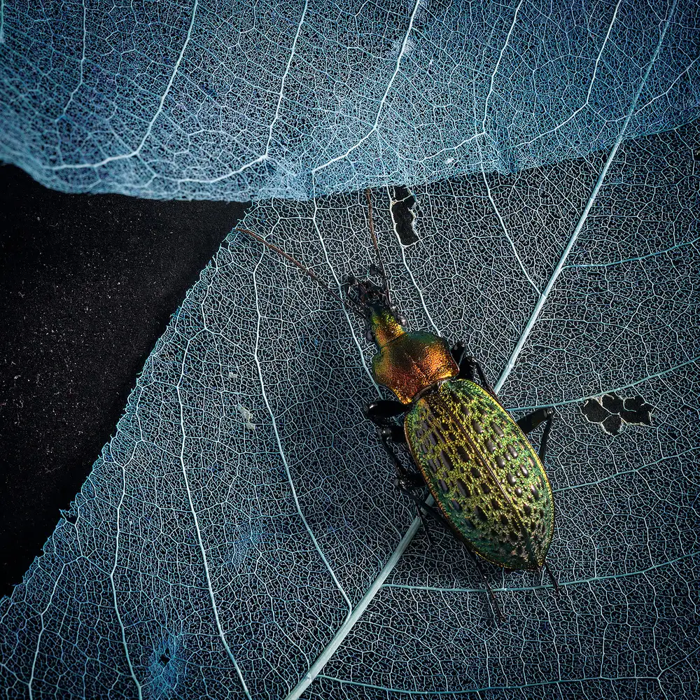 Z, Bingo: A beautiful insect