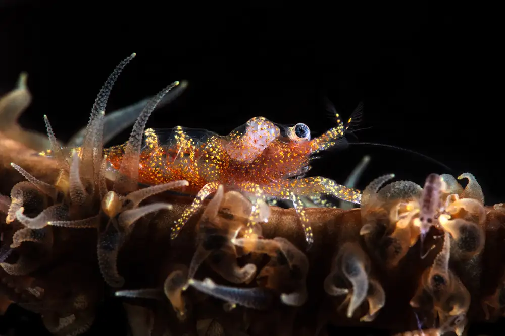 Gabriel, Barathieu: Zanzibar whip coral shrimp
