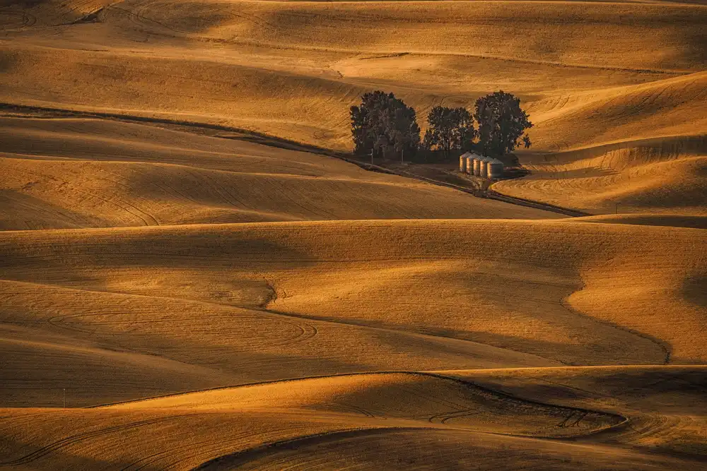 Jacobs, Lydia: Campo d'Oro