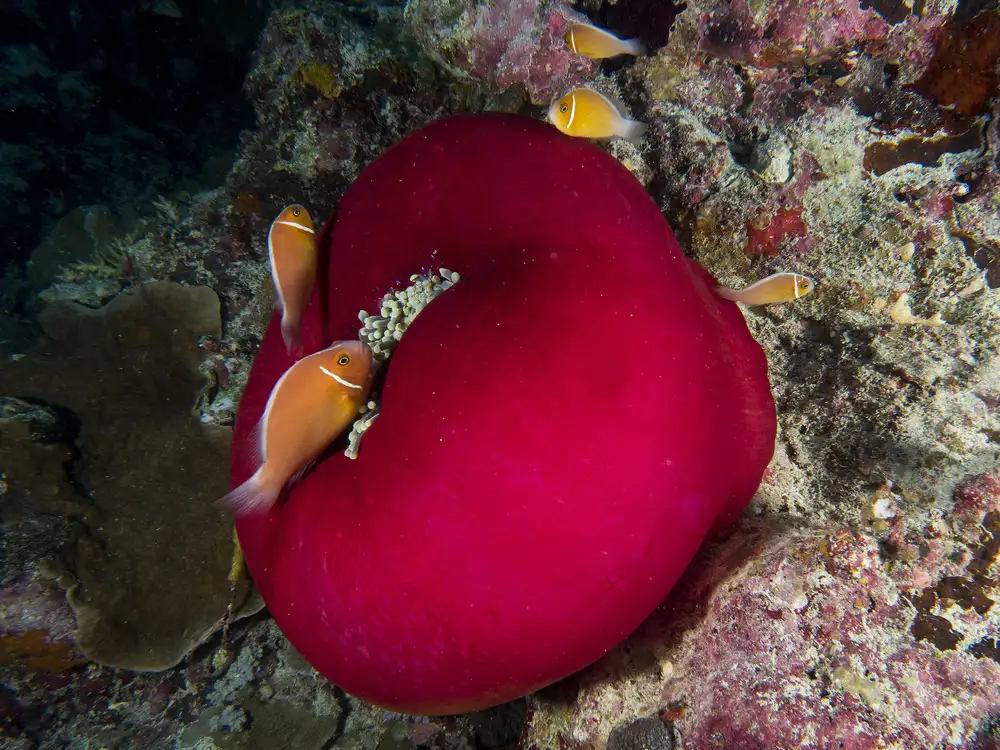 Tov, Ben Ilan: Underwater Tomato