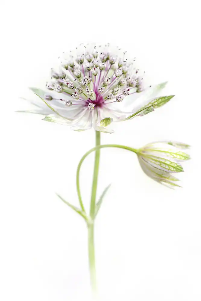 Parker, Jacky: Semplicemente Astrantia