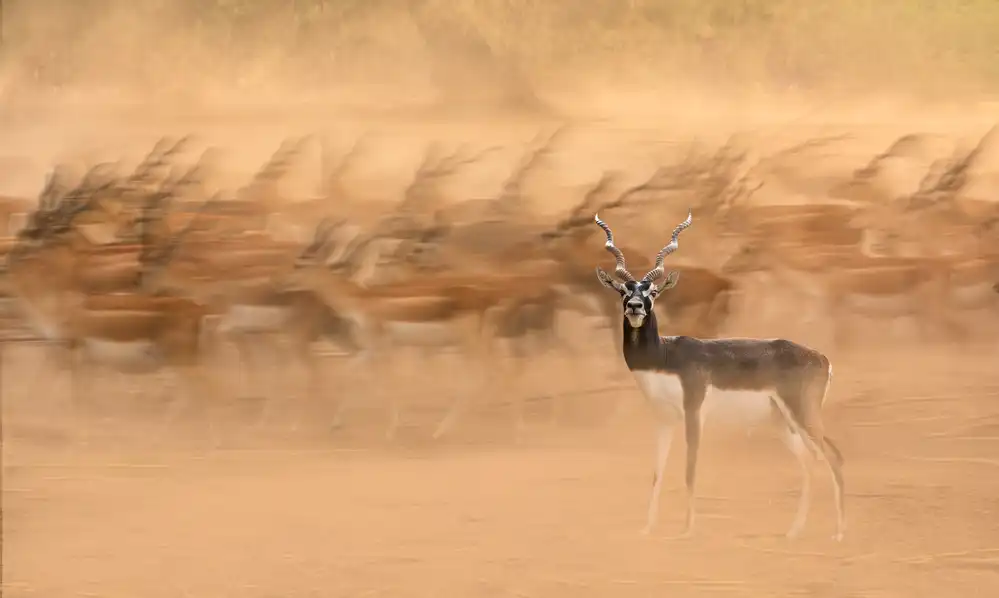 Reza, Nayyer Sayyed: Black Bucks