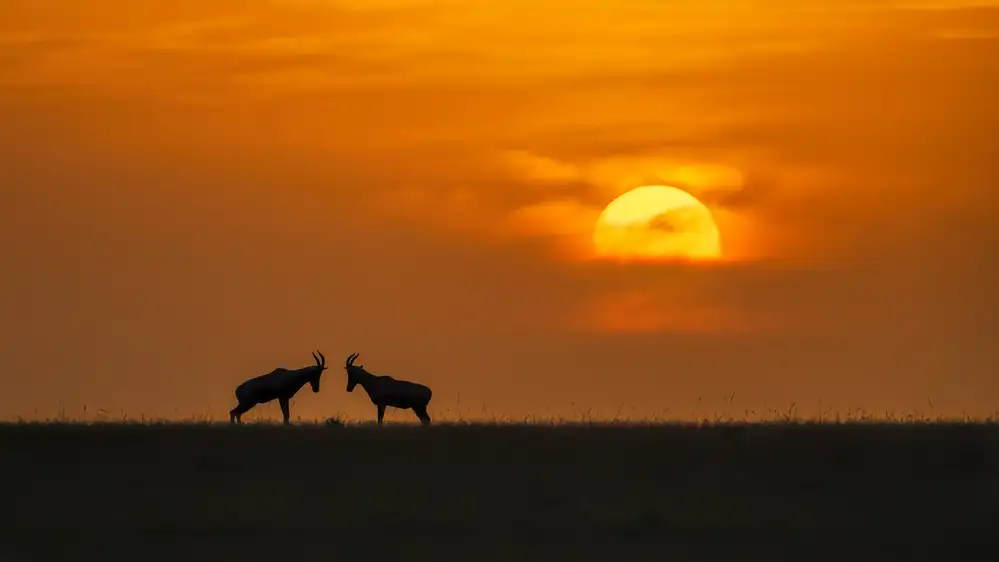 Zuo, Jun: Au coucher du soleil