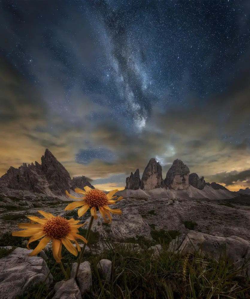 Panizza, Ghizzi Alberto: Even the flowers seem to be fascinated by the stars