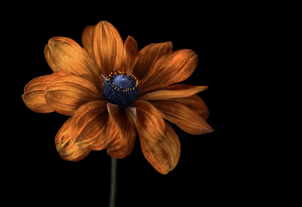 Disher, Mandy: Rudbeckia
