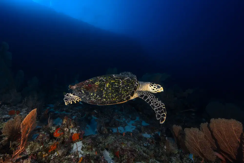 Gabriel, Barathieu: Hawksbill Turtle