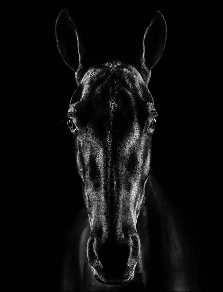 Carvalho, Jackson: Das Pferd in Noir 15