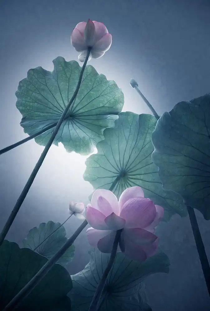 Shanyewuyu: Lotus