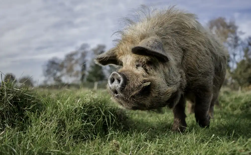 Bosch, den Gert: The bored Boar
