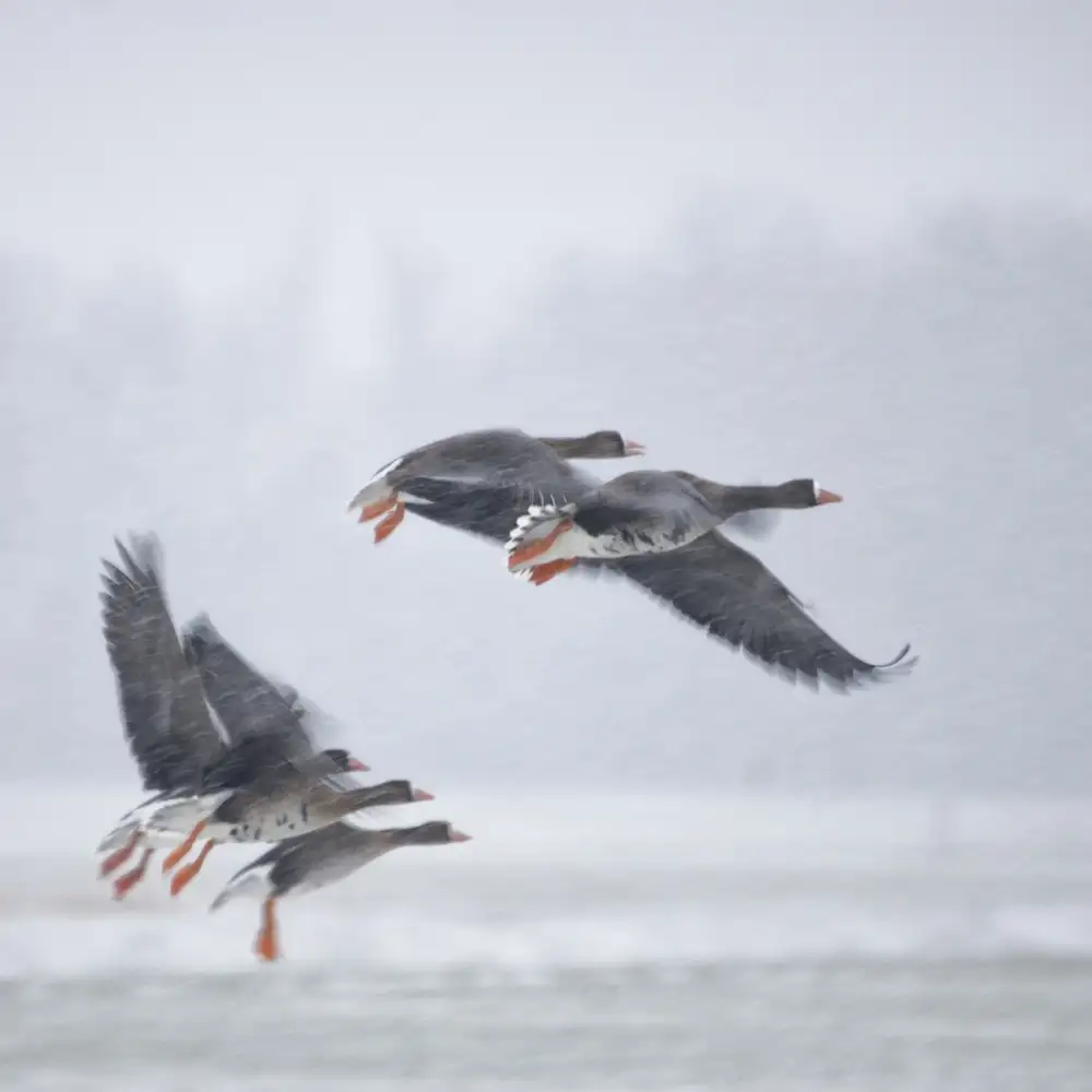 Bosch, den Gert: Take off!