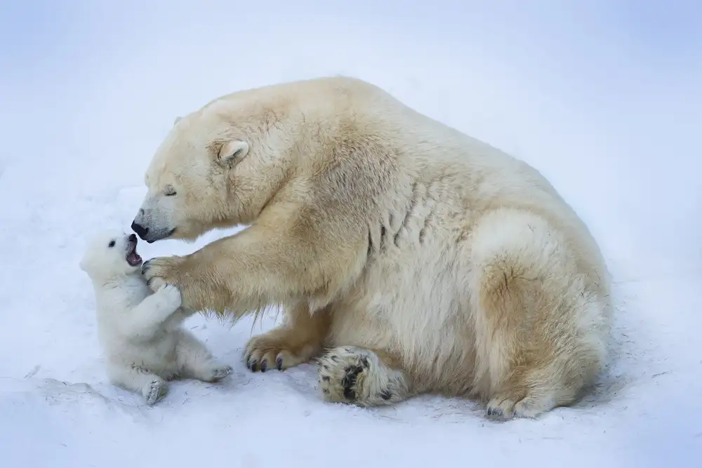 Belovodchenko, Anton: Polar bear with mom
