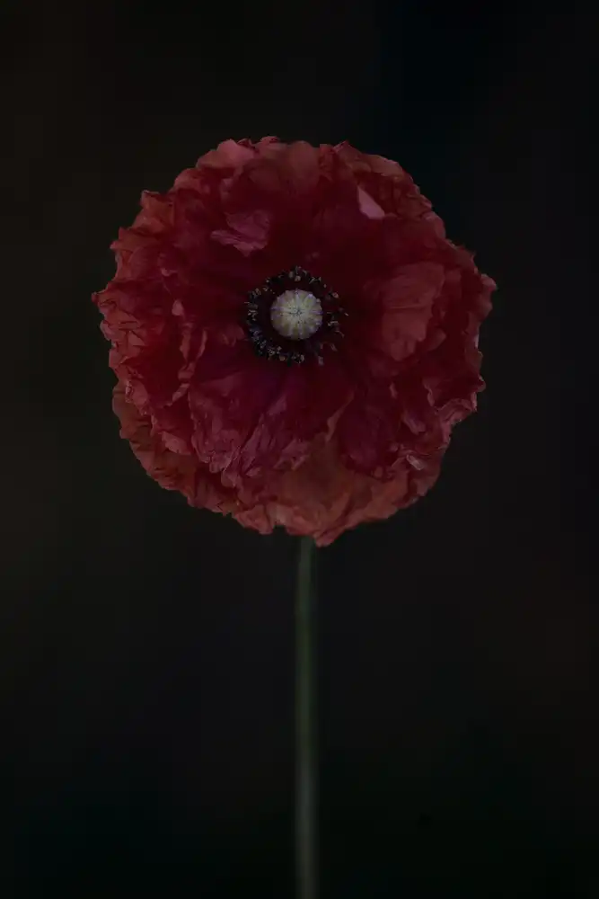 Grønkjær, Lotte: Un coquelicot rouge