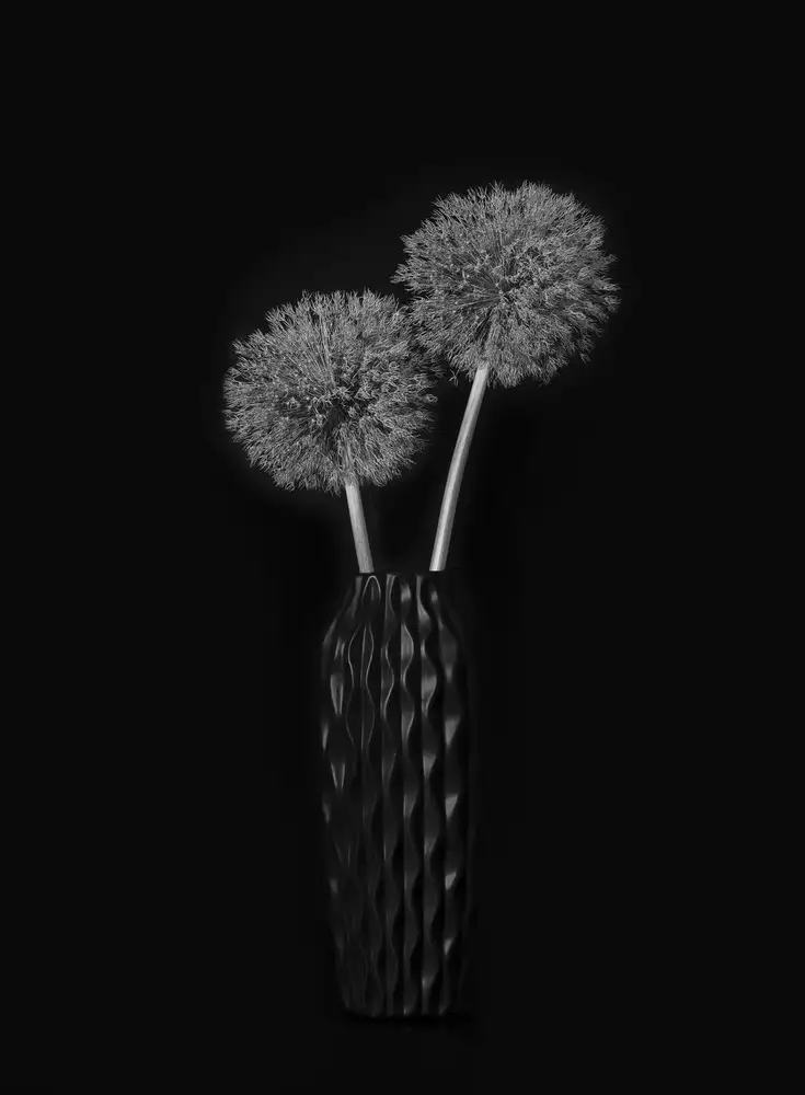 Jacobs, Lydia: Allium gigante secco