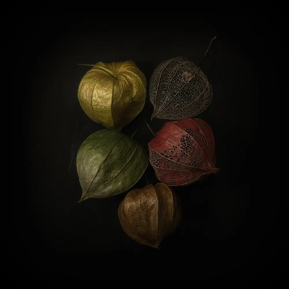 Grønkjær, Lotte: Physalis