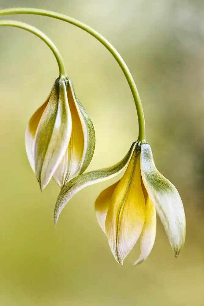 Disher, Mandy: Tulipano