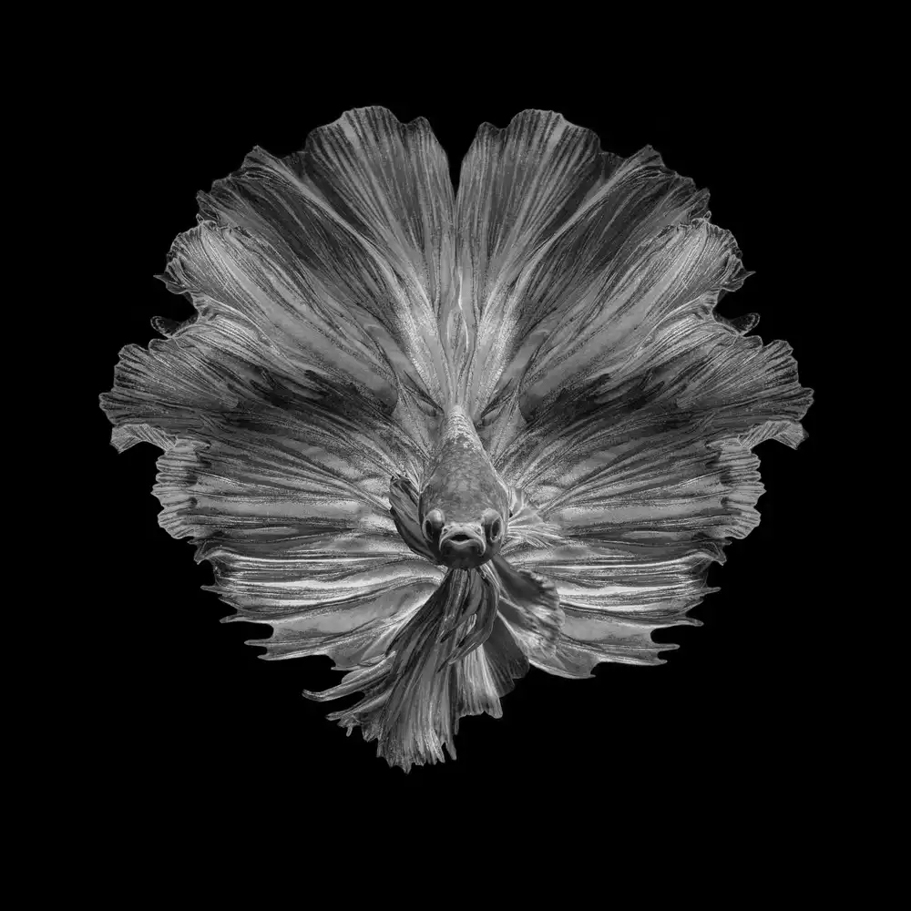 Halil, Andi: The Flower of tail