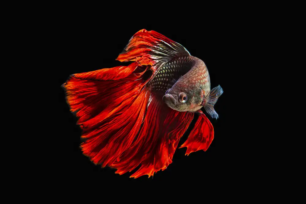 Halil, Andi: Angry fish