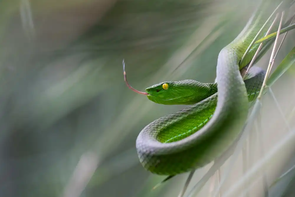 Hakonsen, Thor: Trimeresurus gumprechti