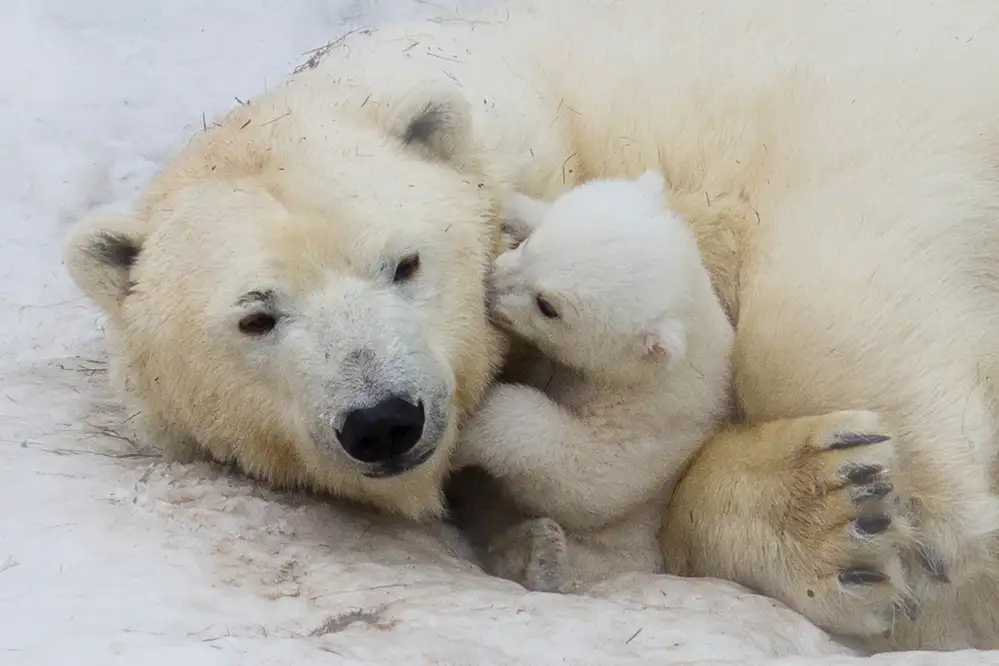 Belovodchenko, Anton: Polar bear with mom