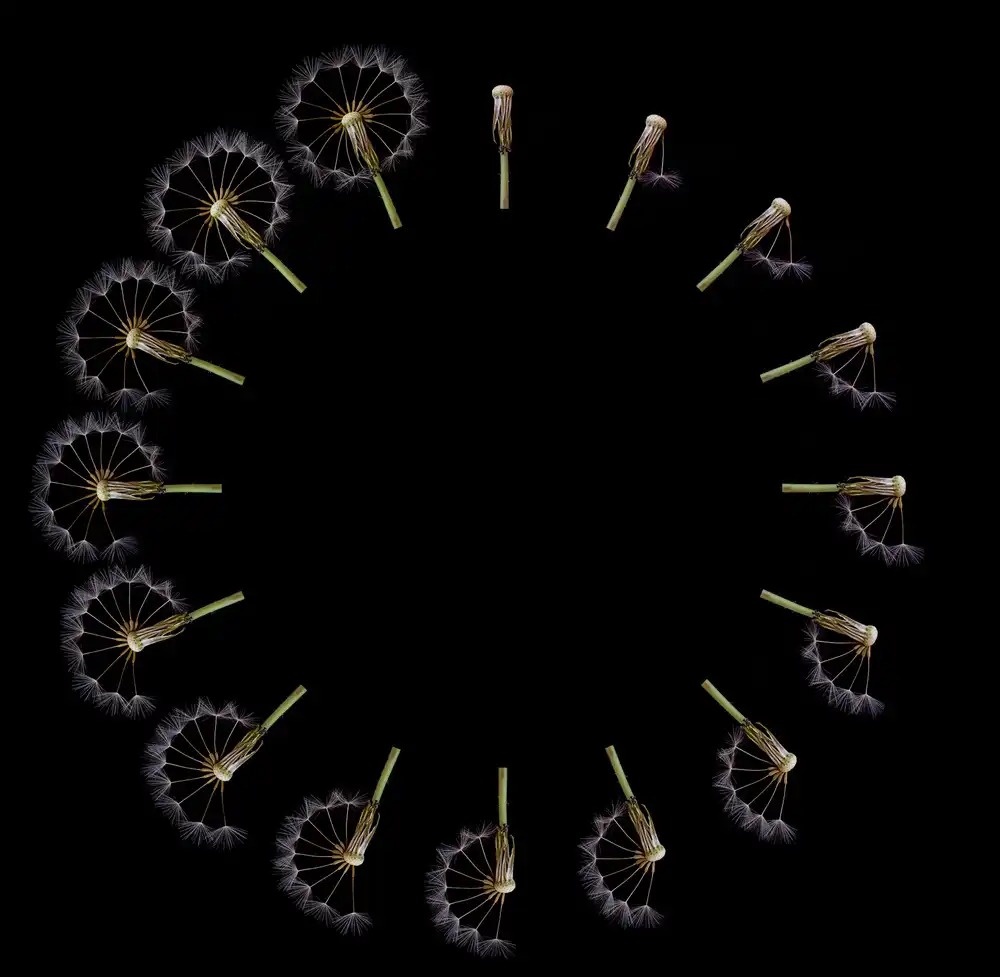 Lionse, Art: Clock Dandelion