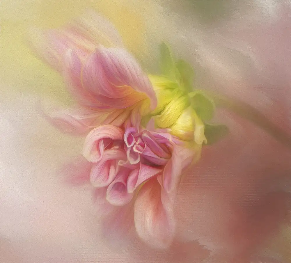 Gray, Gaille: Dahlia Emerging