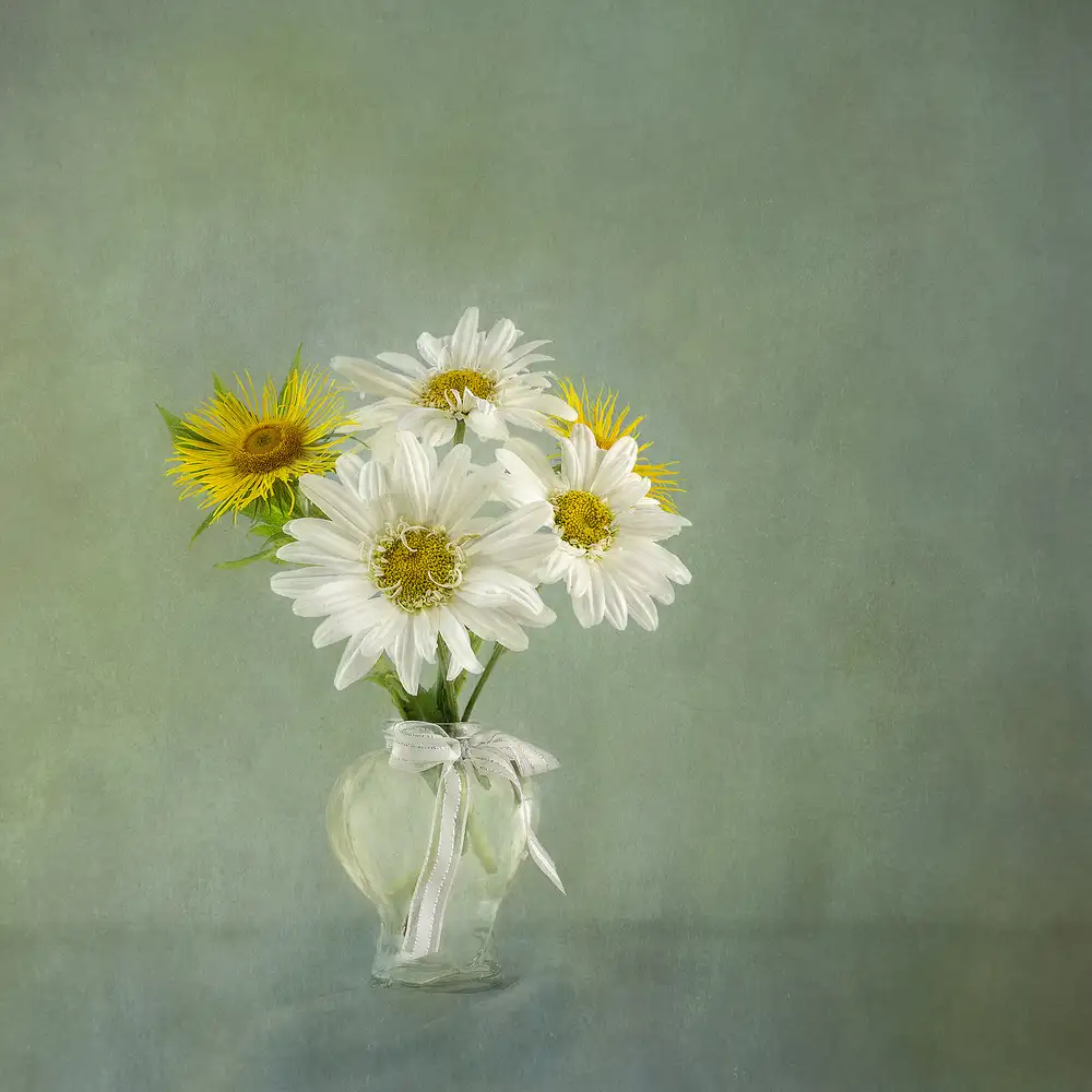 Gray, Gaille: White Daisies