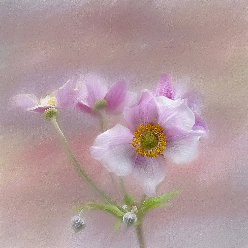 Gray, Gaille: Rosa japanische Anenome