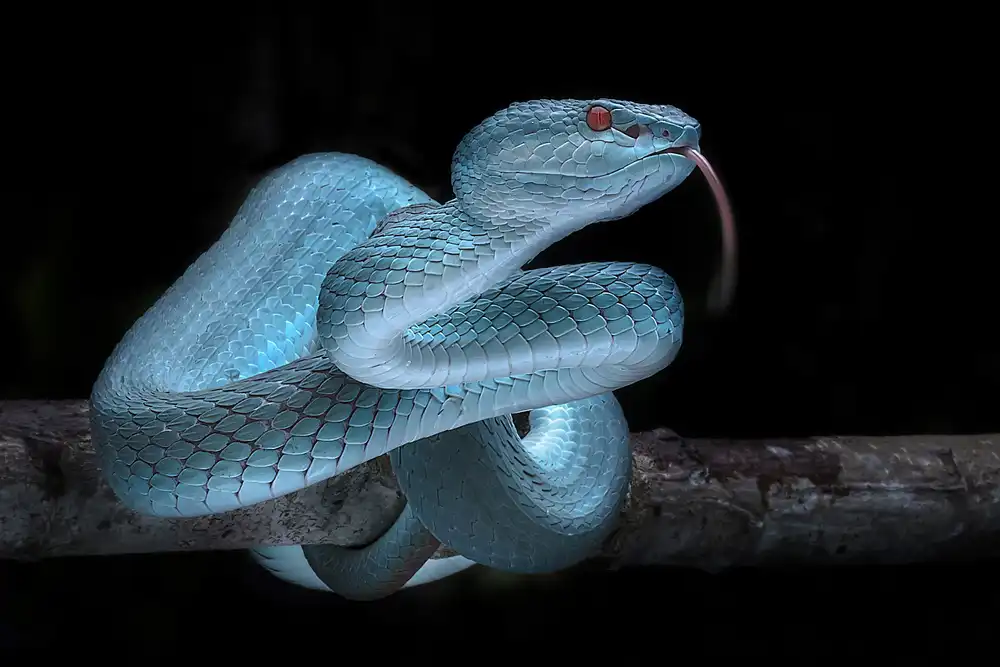 Maududdin, Fauzan: Serpente vipera blu Venomus