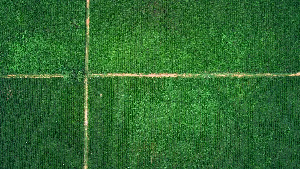 Tianqi: tea garden