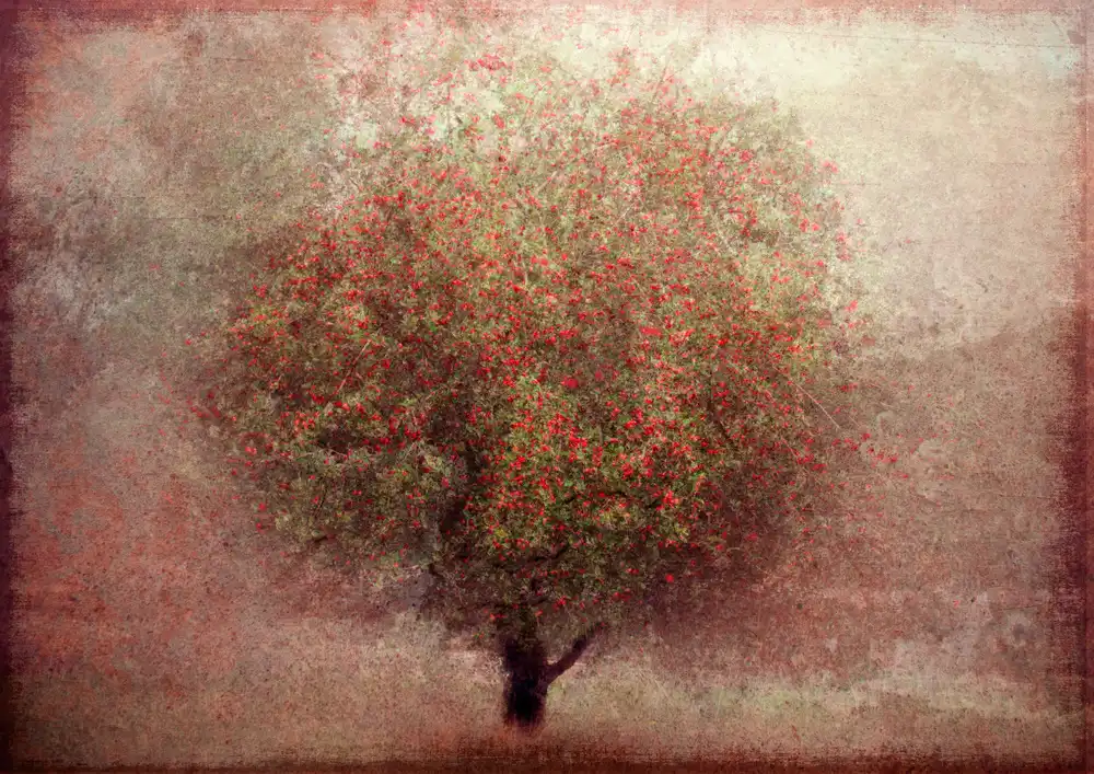 Holmström, Katarina: albero di mele