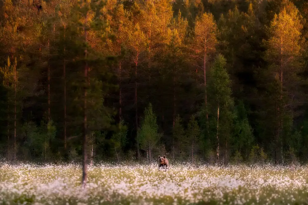 Itoyama, Eiji: Burning northern forest