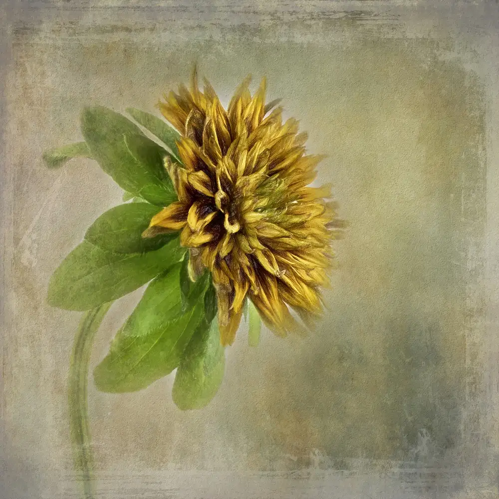 Gray, Gaille: Flower Portrait