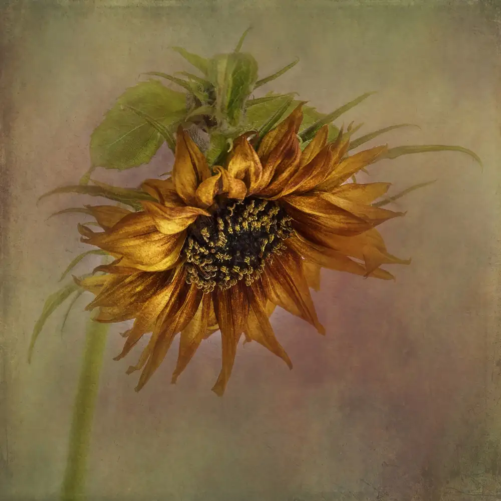 Gray, Gaille: Sunflower