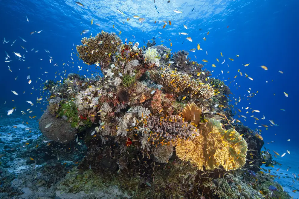 Gabriel, Barathieu: Biodiversité sous-marine