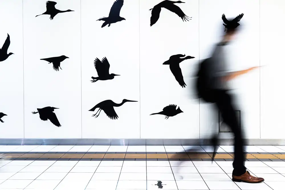 Hashimoto, Tetsuya: Walking with birds
