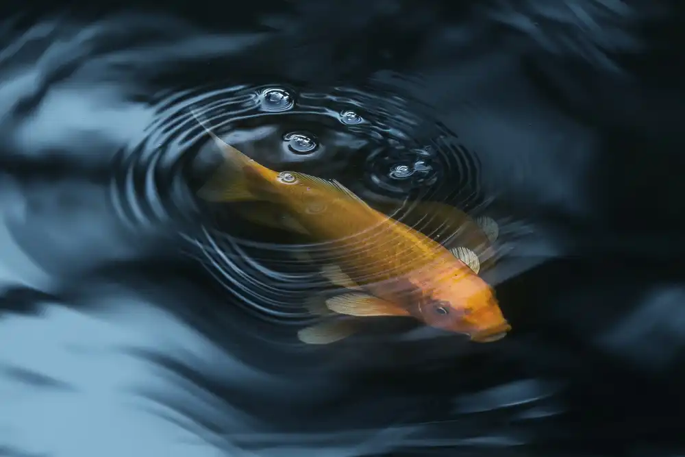 Nabeel, Ibrahim: decorative fish