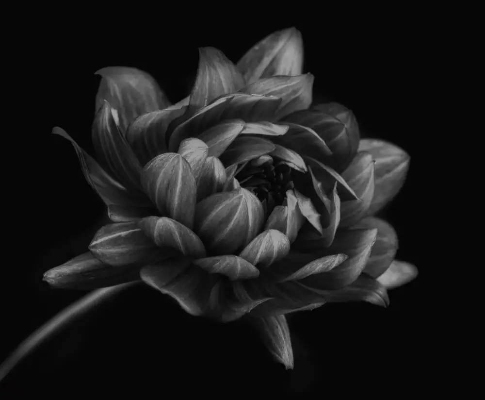 Grønkjær, Lotte: Dahlia