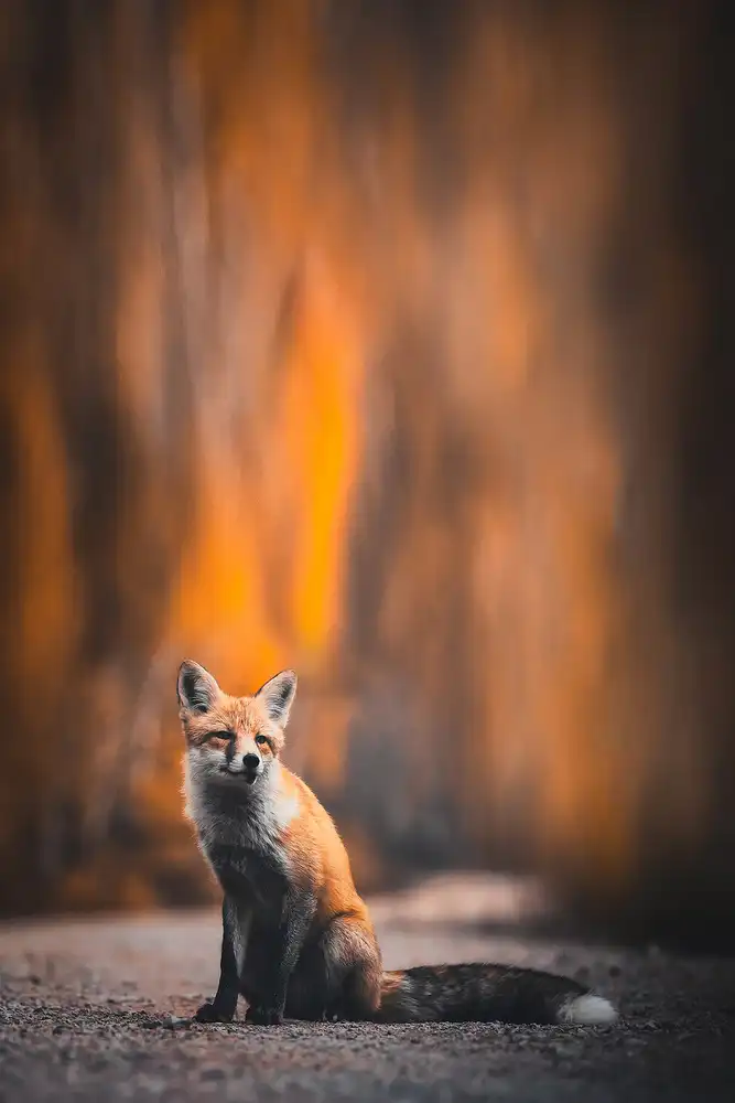 Tianqi: Fox