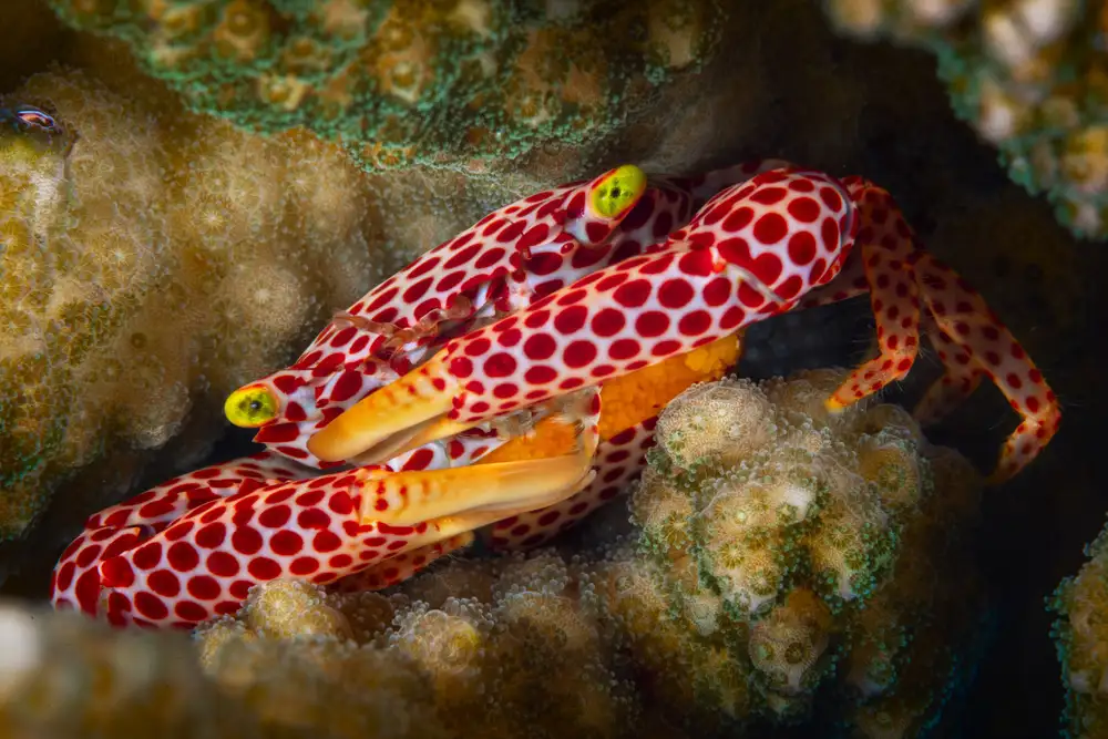 Gabriel, Barathieu: Red Spotted Guard Crab