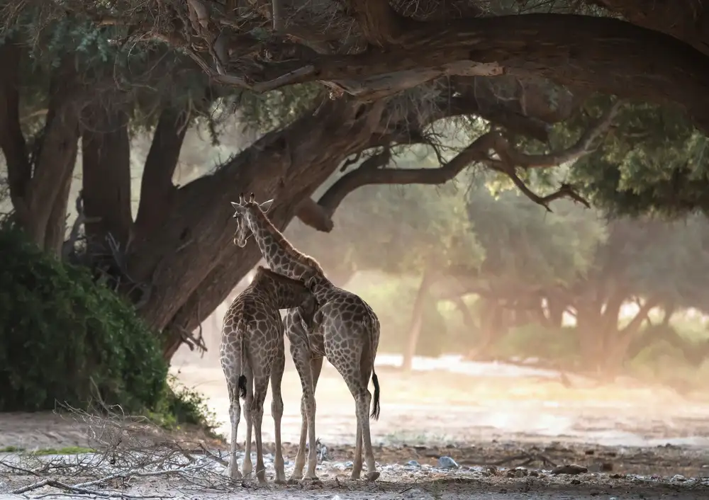 DAmico, Giuseppe: Giraffe